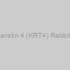 Cytokeratin 4 (KRT4) Rabbit mAb